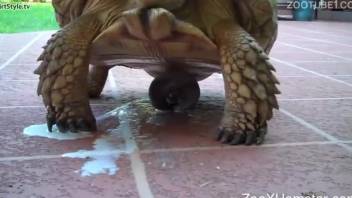 Sexy turtle cums after getting its dick touched